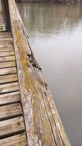 el deteriorament progressiu del parc de la mitjana de&nbsp;lleida.